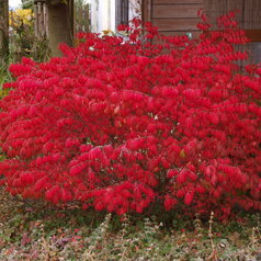 Euonymus alatus