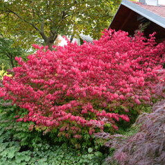 Euonymus alatus