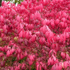 Euonymus alatus - detail