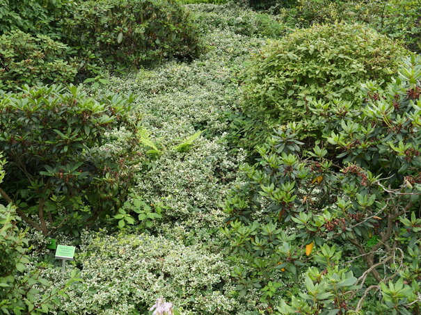 Euonymus fortunei Silver Queen