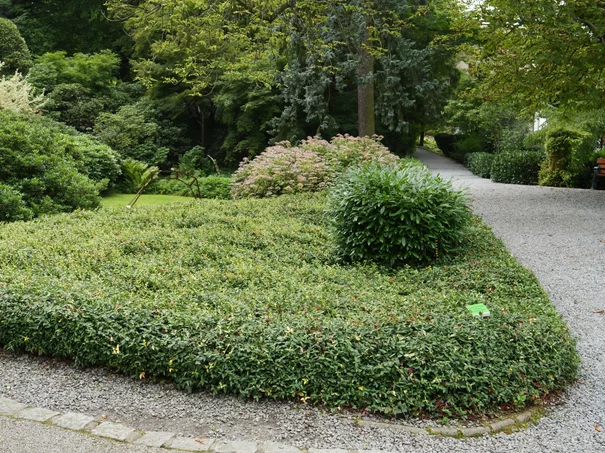 Euonymus fortunei Sunspot
