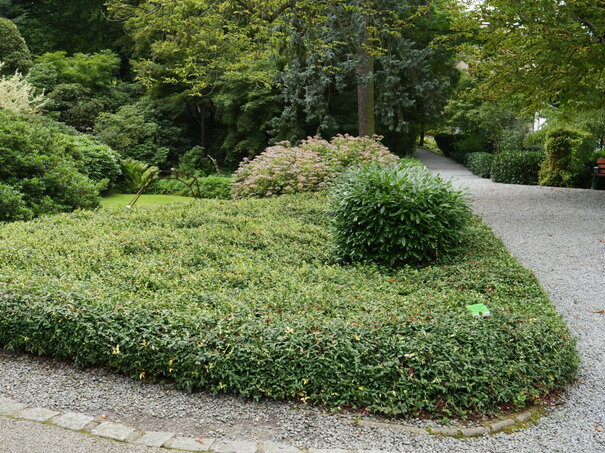 Euonymus fortunei Sunspot