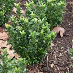 Euonymus japonicus ‘Green Rocket‘