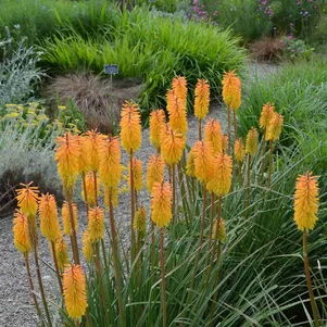 fakľovka - kniphofia fakľovka - kniphofia