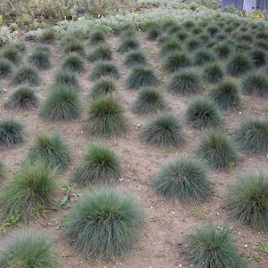 Festuca
