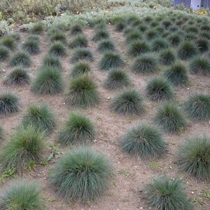 Festuca