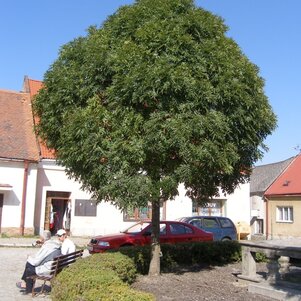 Fraxinus excelsior ‘Nana‘