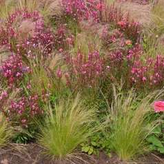 Gaura + kavyľ