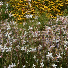 Gaura + Rudbeckia triloba v pozadí