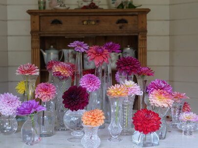 georgíny vo vázach