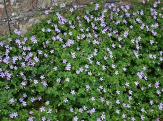 Geranium asphodeloides ssp asphodeloides