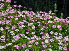 Geranium endresii ‘Wargrave‘