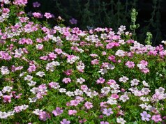 Geranium endresii ‘Wargrave‘