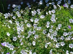 Geranium Kashmir White