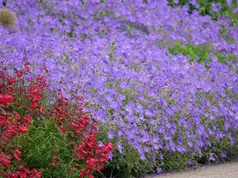 Geranium Orion