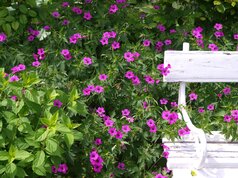 Geranium Patricia
