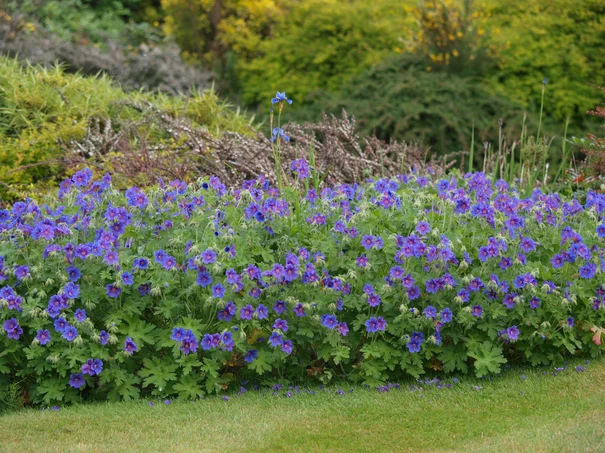 Geranium Rosemoor Geranium Rosemoor