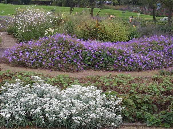 Geranium Rozanne nk Geranium Rozanne nk