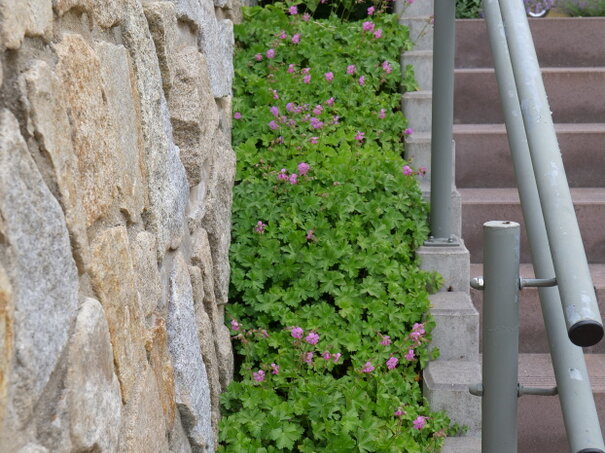 Geranium x cantabrigiense