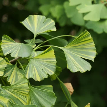Ginkgo biloba - Ginko dvojlaločné