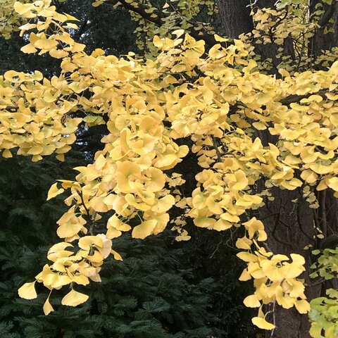 Ginkgo biloba jesenný efekt