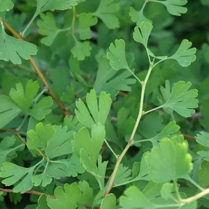 Ginkgo biloba ‘Landliebe‘