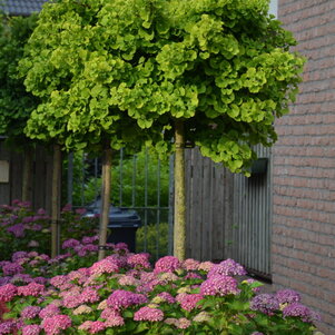 Ginkgo biloba ‘Mariken‘