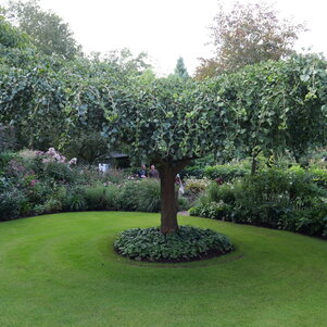 Ginkgo biloba ‘Pendula‘