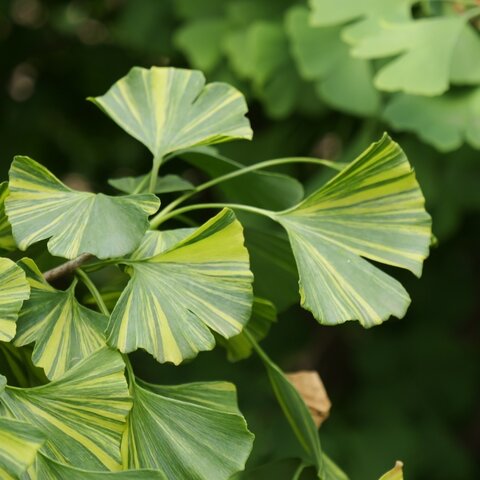 Ginkgo biloba sp