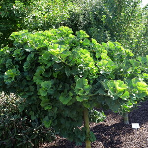 Ginkgo biloba ‘Troll‘