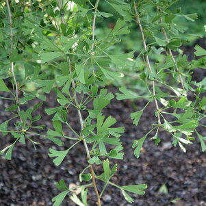 Ginkgo biloba ‘Tubifolia‘