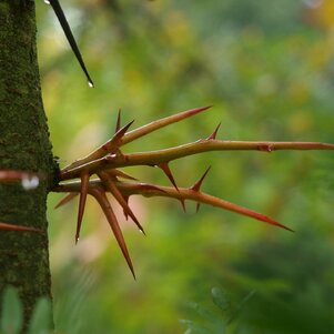 Gleditschia