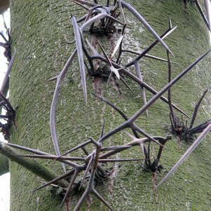 Gleditschia triacanthos detail