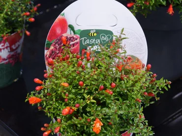 Granátovník Punica granatum Uniqa Granátovník Punica granatum Uniqa