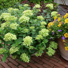 H.p. ‘Little Lime‘