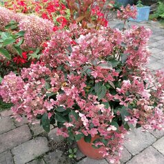 H.p. ‘Polestar‘