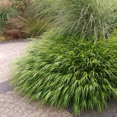 Hakonechloa