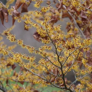 Hamamelis sp. Hamamelis sp.