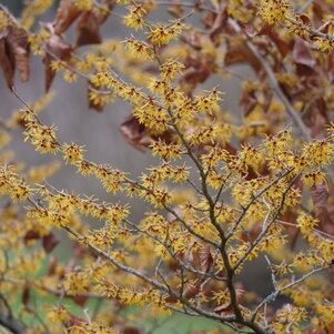 Hamamelis sp.