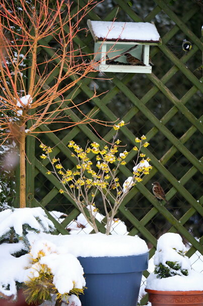 Hamamelis x intermedia ‘Arnold Promise‘