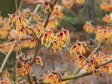 Hamamelis x intermedia ‘Aurora‘