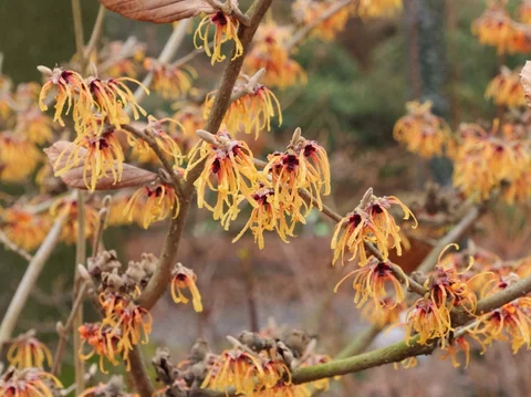 Hamamelis x intermedia ‘Aurora‘ Hamamelis x intermedia ‘Aurora‘
