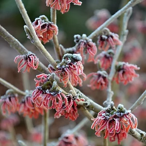 Hamamelis x intermedia ‘Diane‘ Hamamelis x intermedia ‘Diane‘