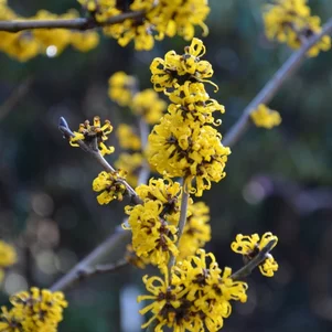 Hamamelis x intermedia ‘Doerak‘ Hamamelis x intermedia ‘Doerak‘