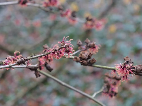 Hamamelis x intermedia ‘Feuerzauber‘ Hamamelis x intermedia ‘Feuerzauber‘