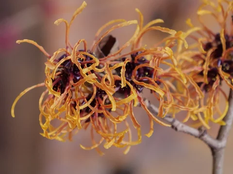 Hamamelis x intermedia ‘Frederic‘ Hamamelis x intermedia ‘Frederic‘
