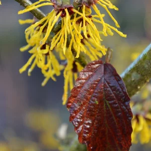 Hamamelis x intermedia ‘FSJ‘ Hamamelis x intermedia ‘FSJ‘