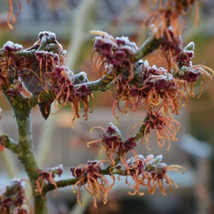 Hamamelis x intermedia ‘Jelena‘ Hamamelis x intermedia ‘Jelena‘