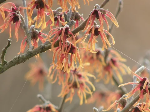 Hamamelis x intermedia ‘Jelena‘ Hamamelis x intermedia ‘Jelena‘