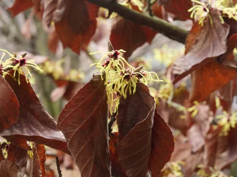Hamamelis x intermedia ‘Moonlight‘ Hamamelis x intermedia ‘Moonlight‘